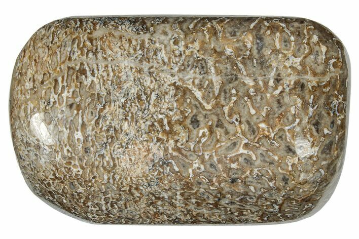 Polished Dinosaur Bone (Gembone) - Morocco #260638